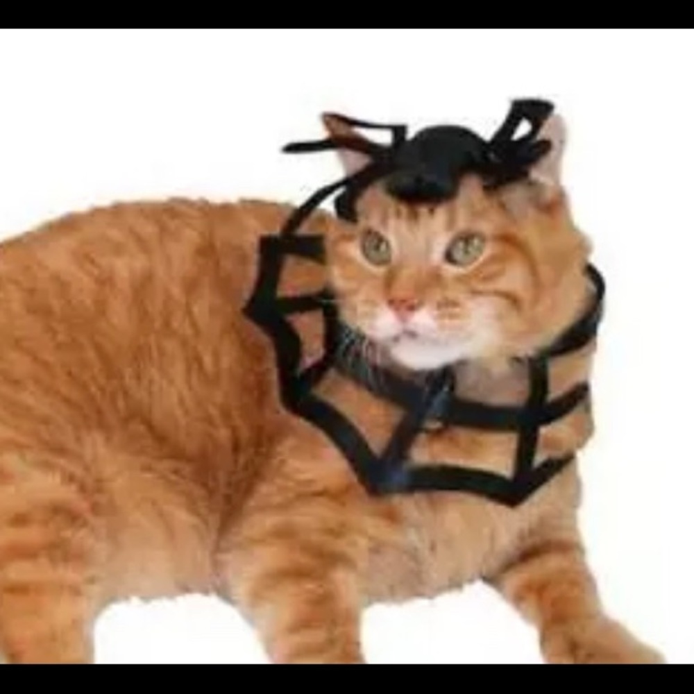 - NWT * SPIDERWEB RUFF & SPIDER HEADPIECE * cat - Picture 1 of 1